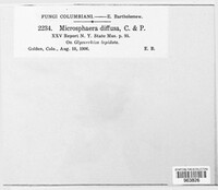Erysiphe diffusa image